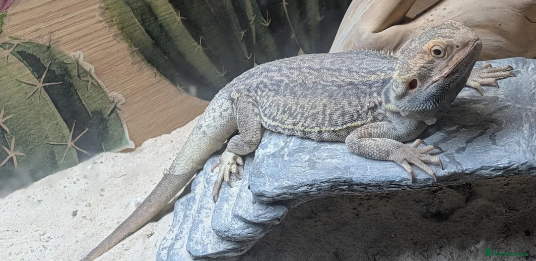 Bearded Dragon reptiles for sale: Trans Genetic Stripe Dunner Male - Advert 4