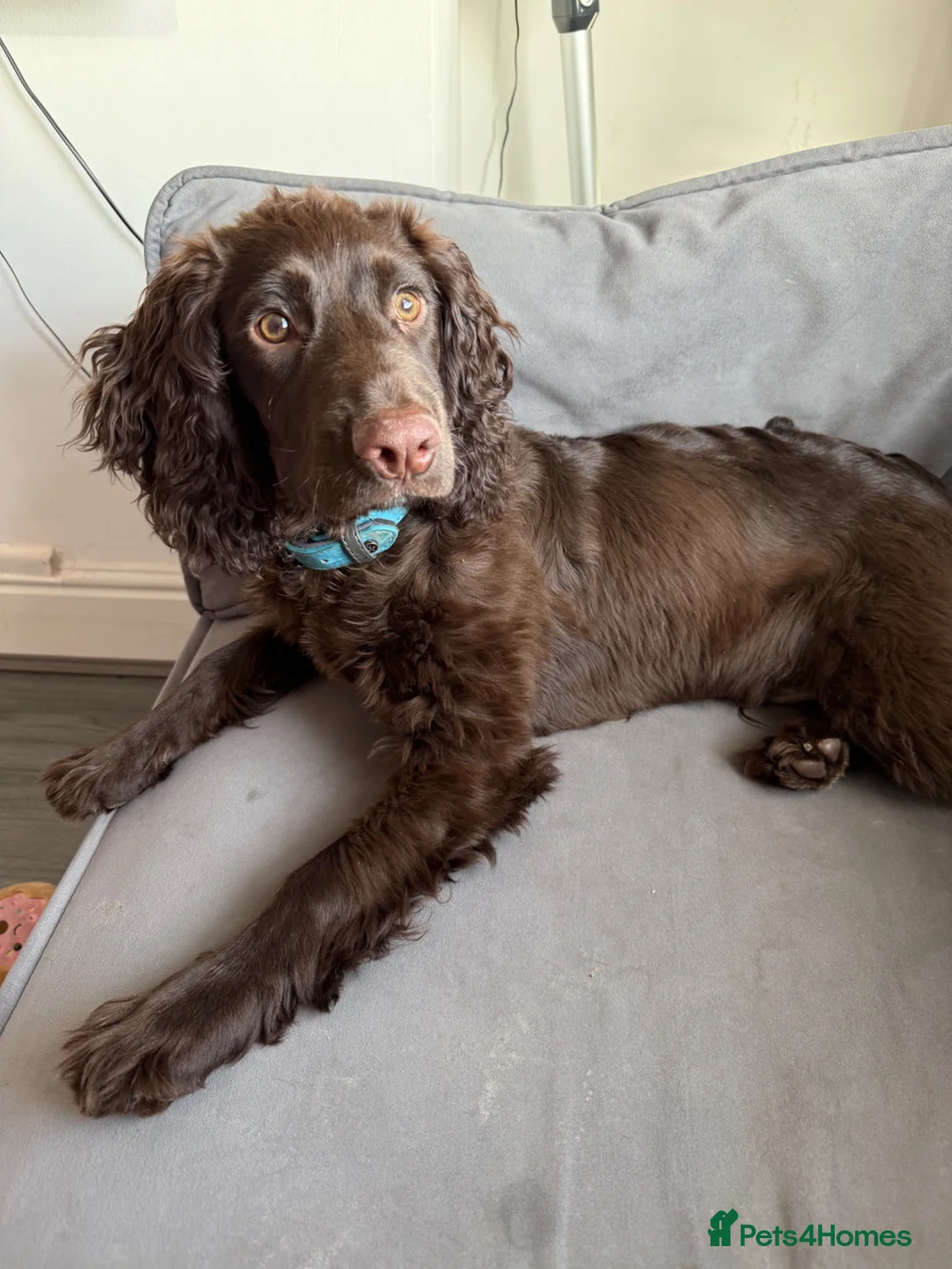 Sprocker dogs for sale: 8 month old chocolate Sprocker spaniel  - Advert 11