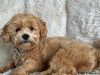 Maltipoo dogs in Trowbridge - Advert 19