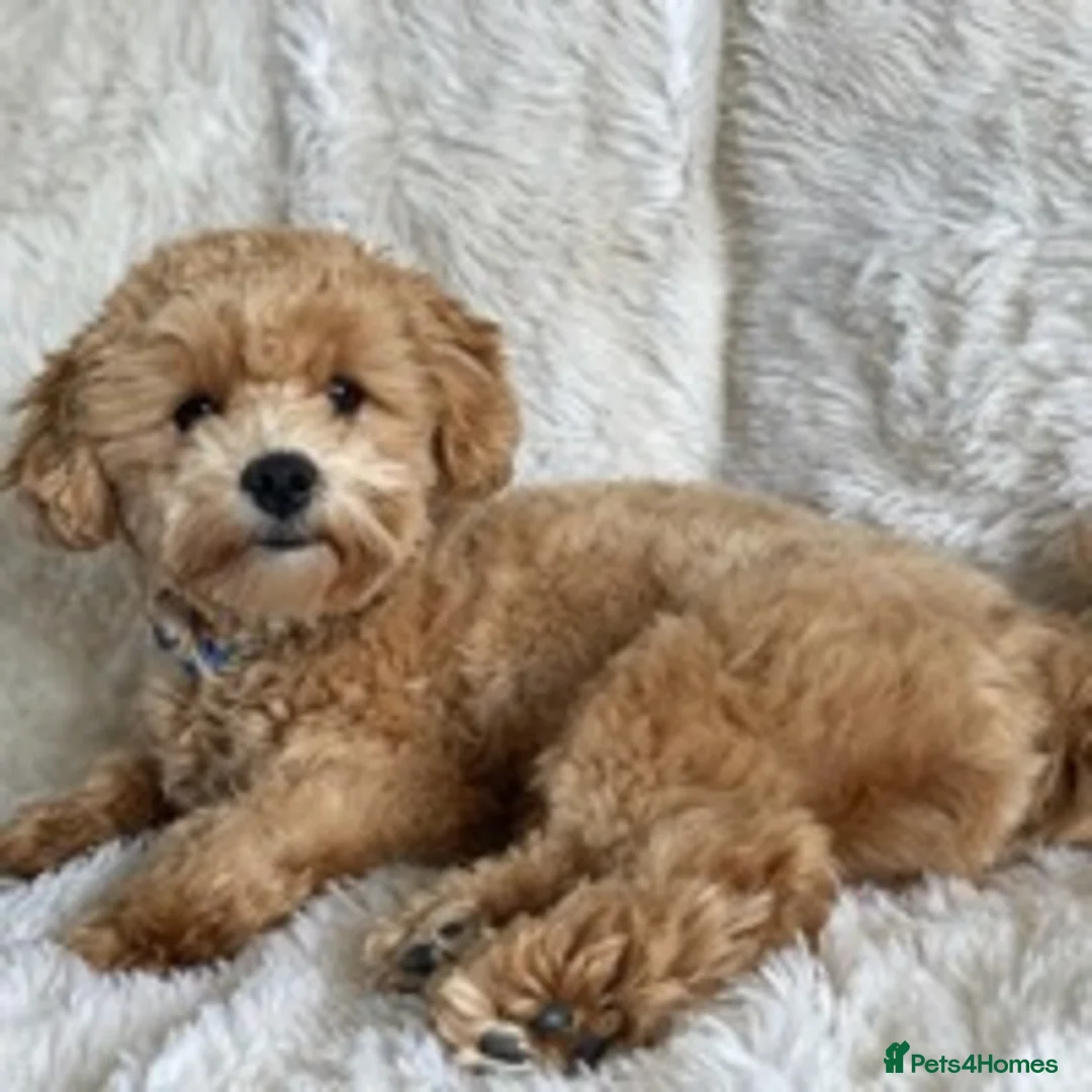 Maltipoo dogs for stud: Maltipoo Stud in Trowbridge - Advert 2