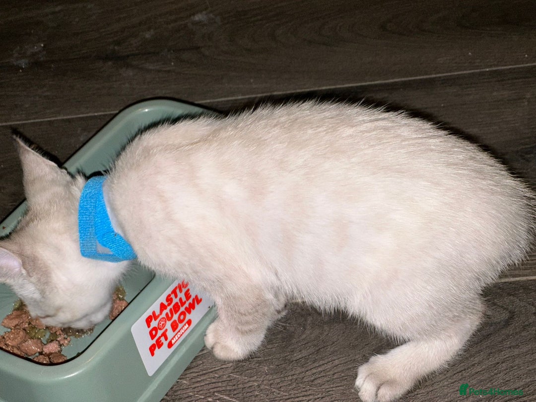 Bengal cats for sale: Blue Eyes Snow Lynx Bengal Kittens - Image 3