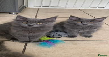 Maine Coon cats - Advert 13