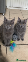Maine Coon cats - Advert 2