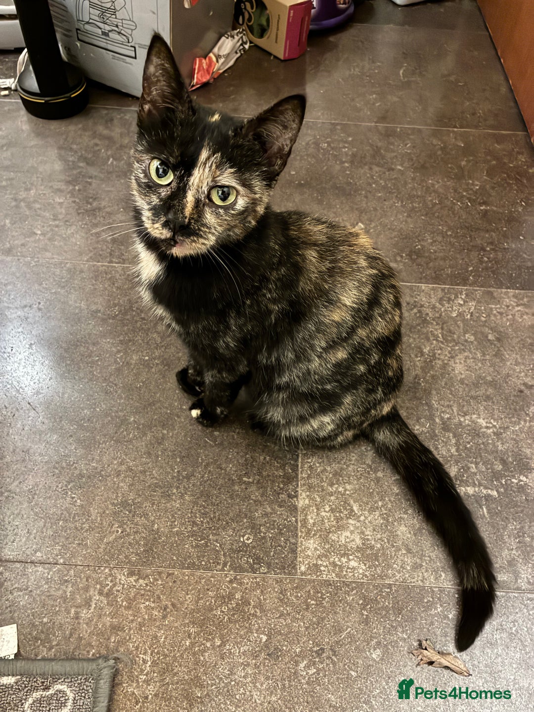 British Shorthair cats for sale: 3 Adorable kittens looking for the forever home - Advert 1