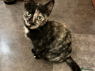 British Shorthair cats 3 Adorable kittens looking for the forever home - Advert 1