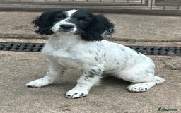 English Springer Spaniel dogs for sale: English springer bitch  - Image 2