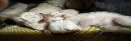 Ragdoll cats for sale: 6th Generation* Purebreed Pedigree Ragdoll Kittens - Advert 12