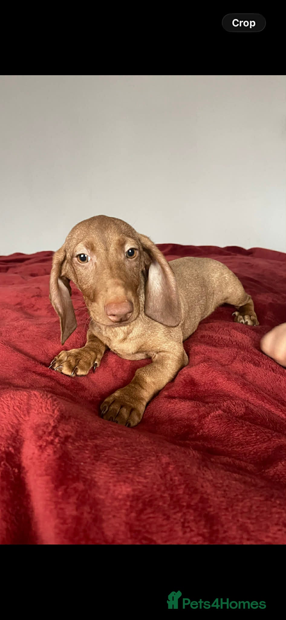 Dachshund dogs Miniature Dachshund isabelle  - Advert 2