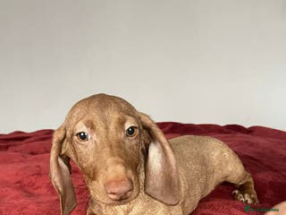 Dachshund dogs Miniature Dachshund isabelle - Advert 2