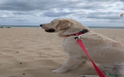 Golden Retriever dogs for stud: Golden Retriever Stud. KC Reg Champion Bloodline - Image 4