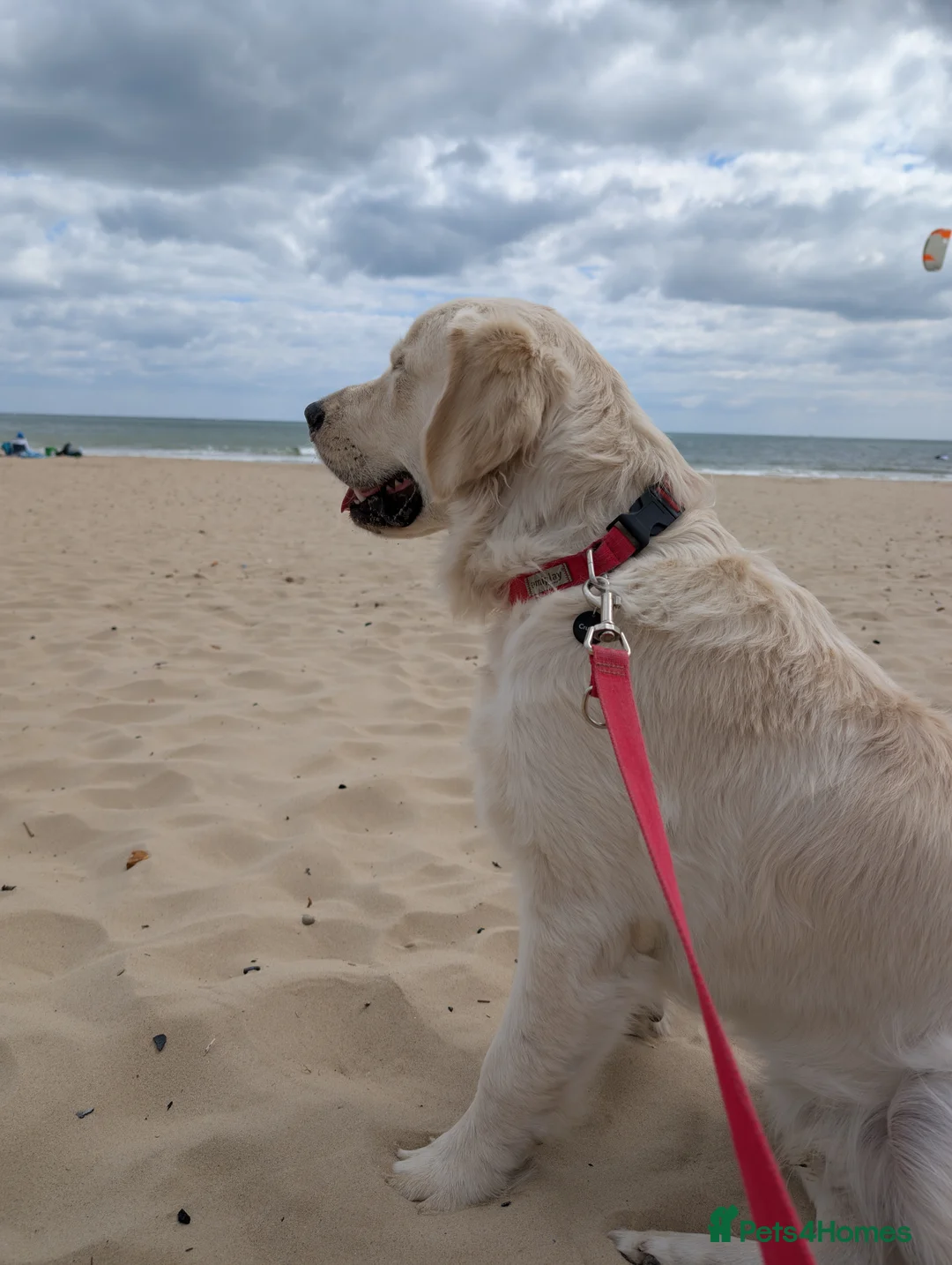 Golden Retriever dogs for stud: Golden Retriever Stud. KC Reg Champion Bloodline - Advert 6