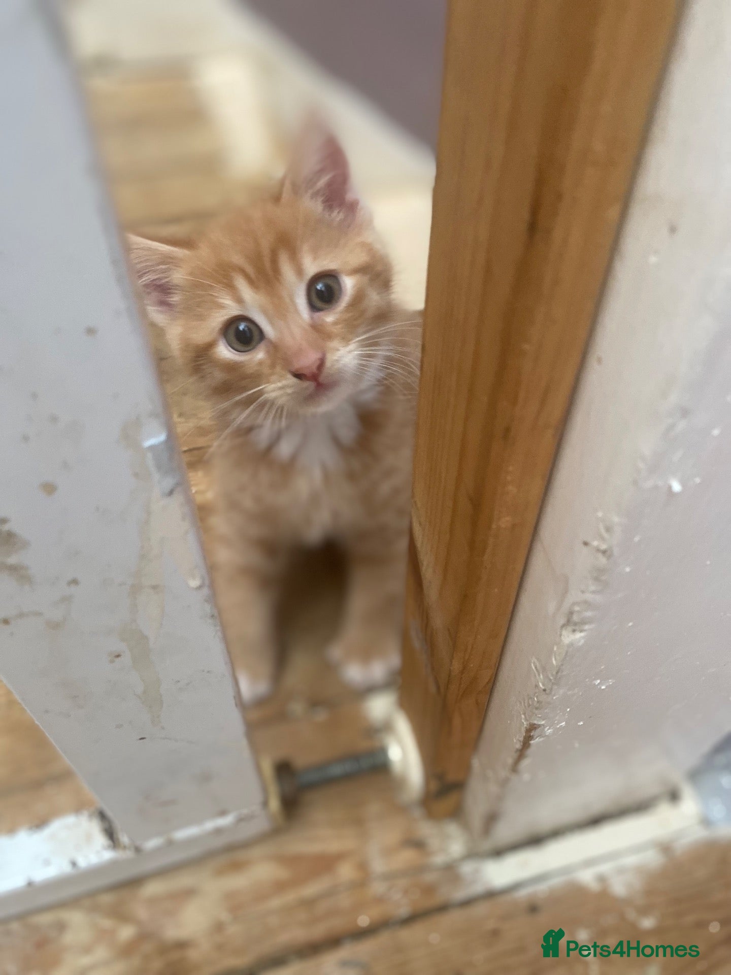 Mixed Breed cats Beautiful ginger kitten for sale  - Advert 14