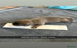 Staffordshire Bull Terrier dogs for sale: Staffordshire bull terrier puppy’s  - Image 17