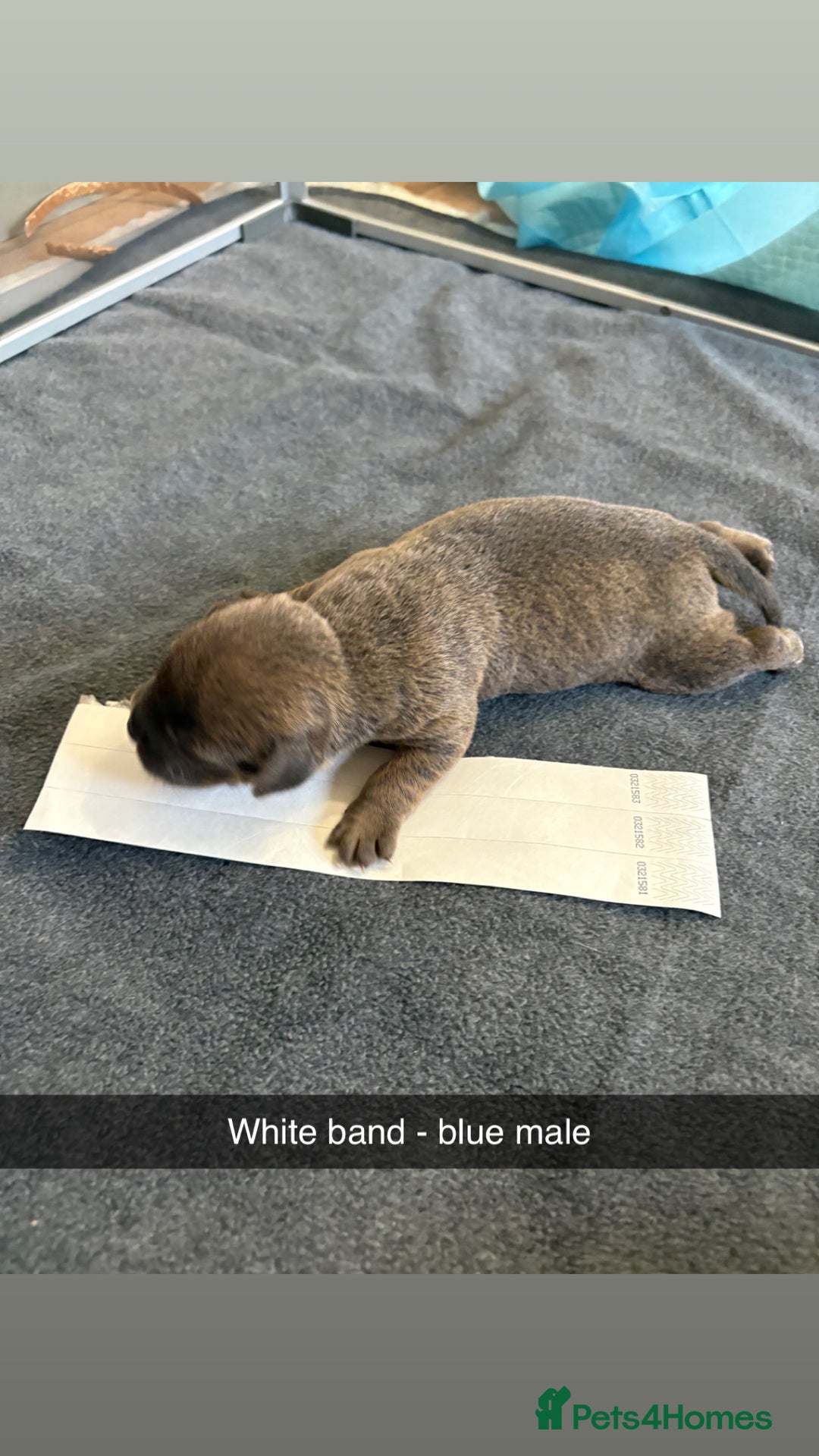 Staffordshire Bull Terrier dogs for sale: Staffordshire bull terrier puppy’s  - Image 17
