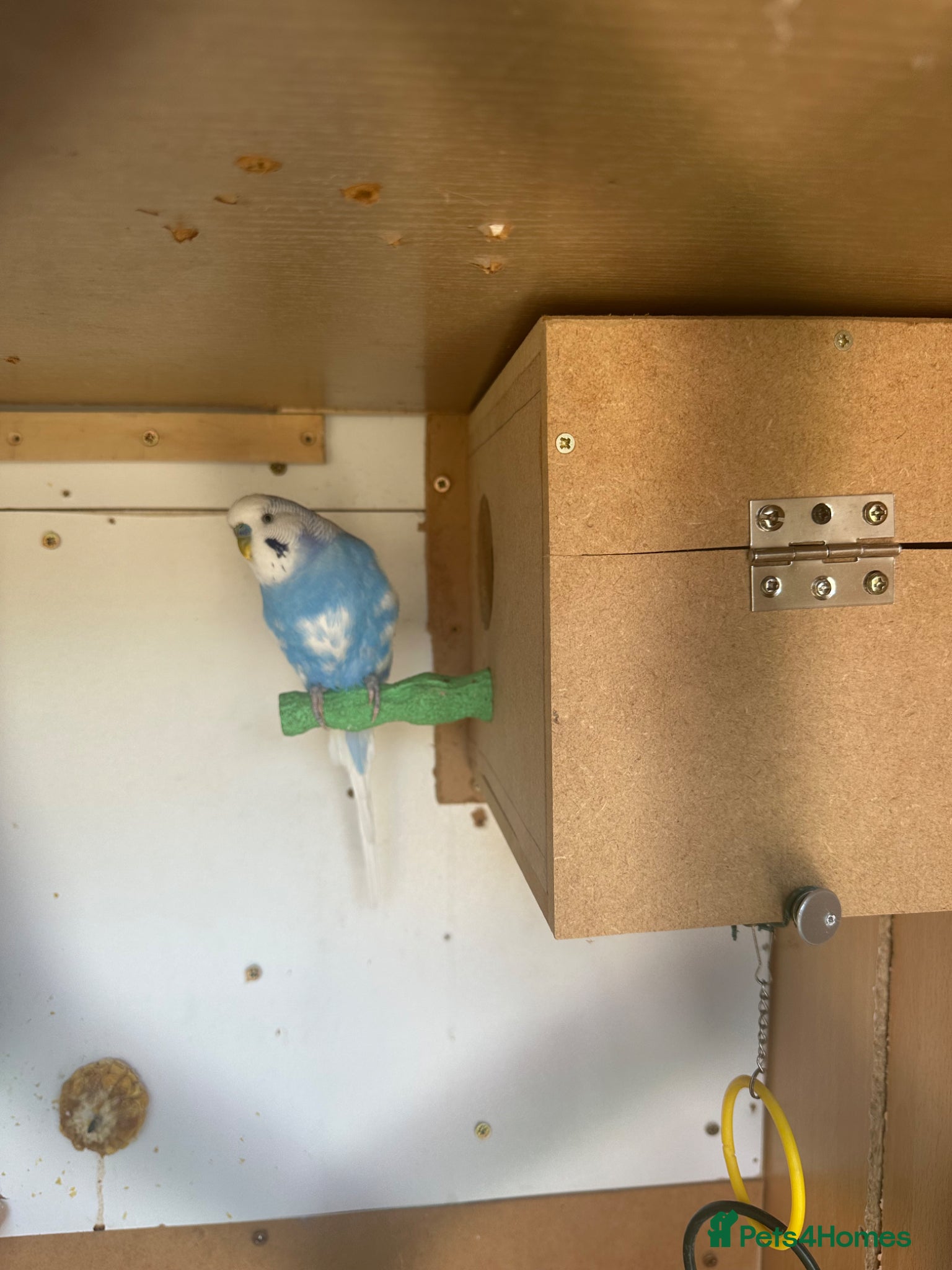 Budgerigars birds Lovely male budgie  - Advert 2