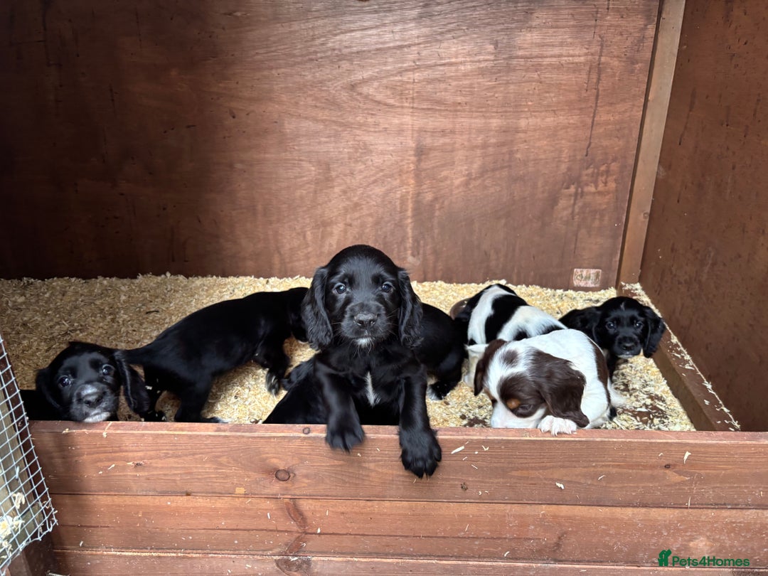 Cockapoo dogs for sale: Miniature f1b cockerpoos - Image 2
