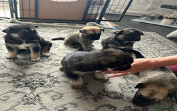 Shepsky dogs for sale: Shepsky - Image 10