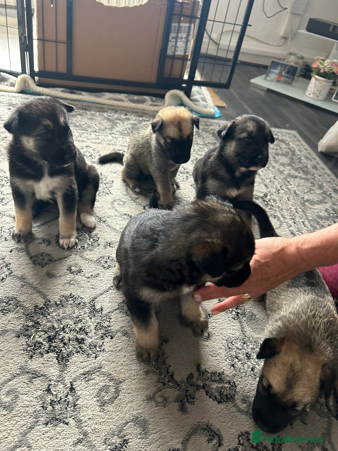 Shepsky dogs for sale: Shepsky - Image 10