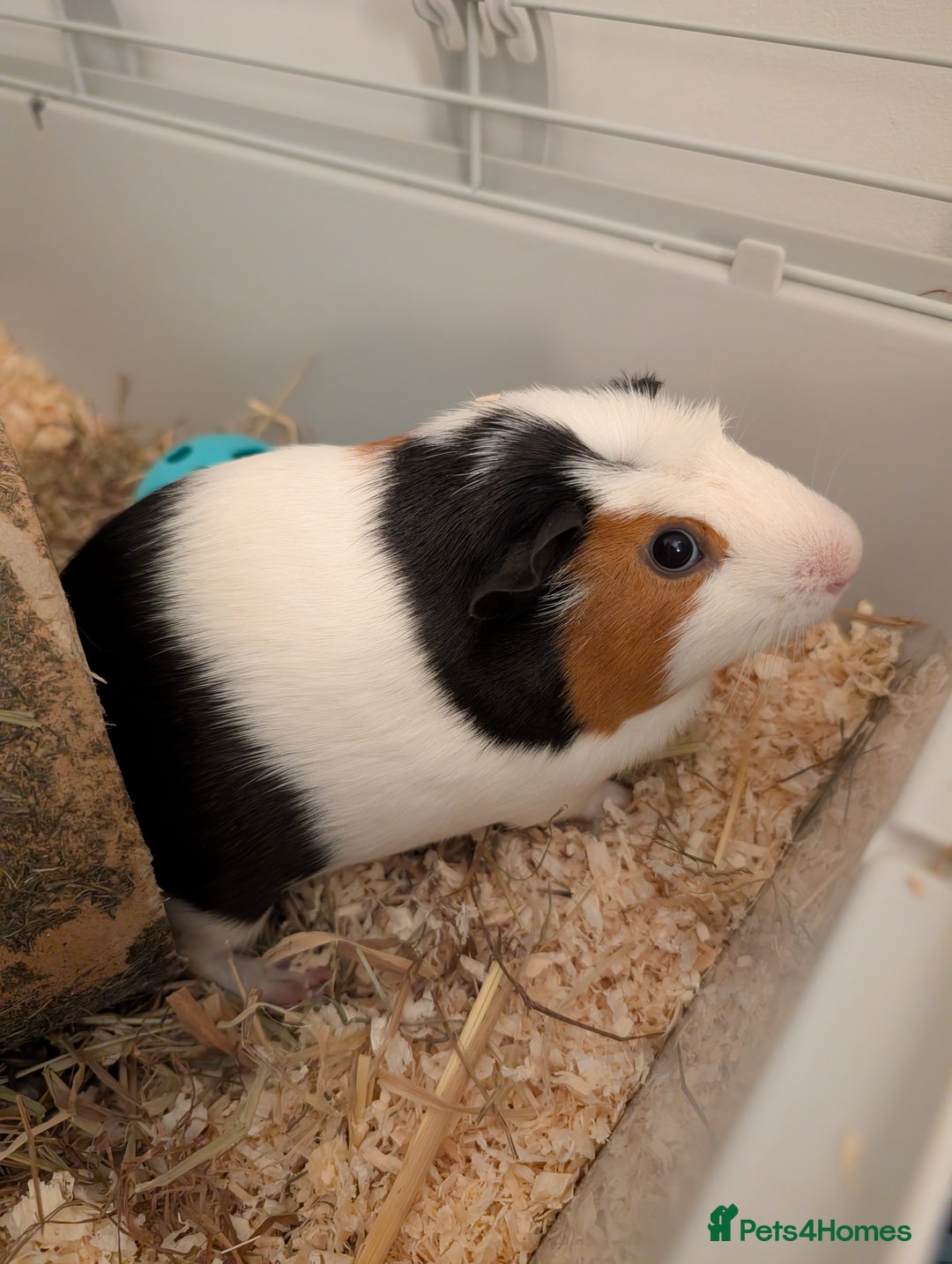 Guinea Pig rodents for sale: Two male guinea pigs free to a good, loving home. - Image 3