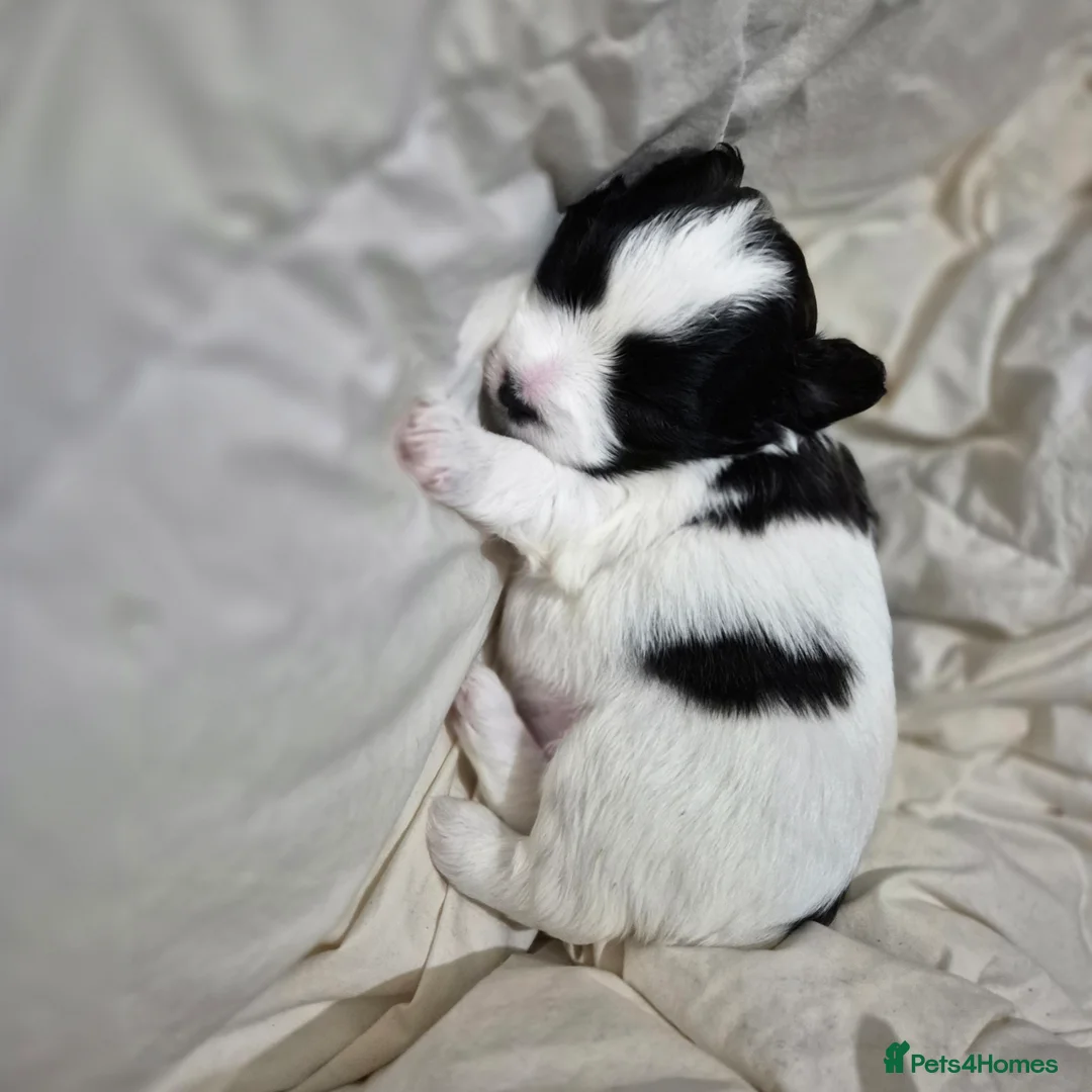 Maltipoo dogs for sale: maltipoo puppies 2 males  in Derby - Advert 2
