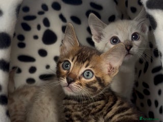 Bengal cats True to type bengal kittens - Advert 1