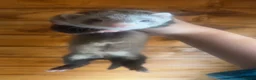 Ferret rodents for sale: 1 Jill and 1 hob kit ready to go now! - Advert 2