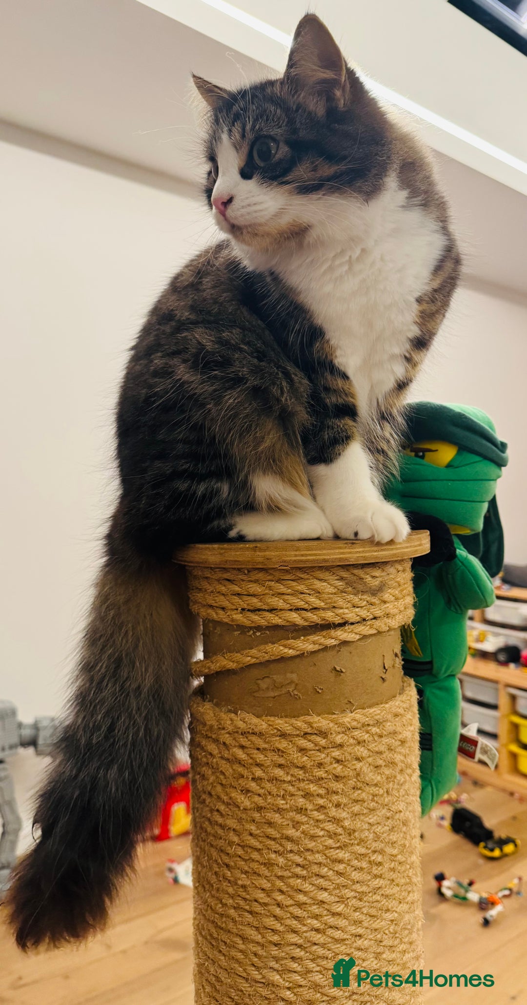 Ragdoll cats for sale: ✨ Exquisite Ragdoll-Bengal Baby Kittens ✨ - Advert 20