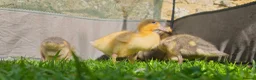 Ducks poultry for sale: 6 call ducklings 2 weeks old - Advert 6