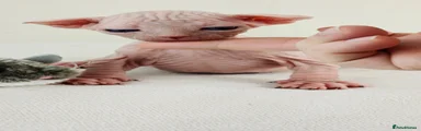 Sphynx Kitten 1