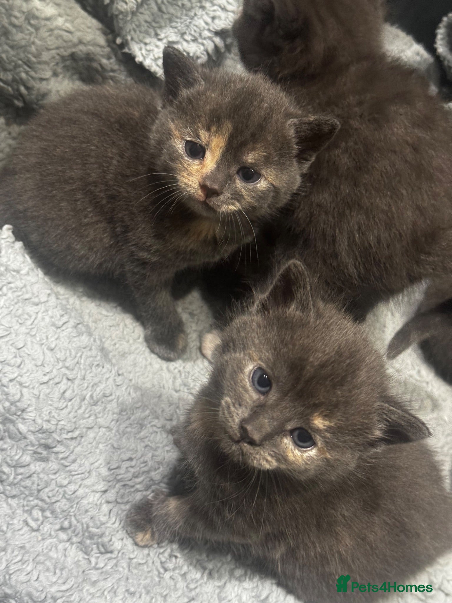 Mixed Breed cats 4 gorgeous grey kittens - Advert 3