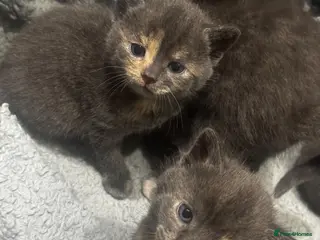 Mixed Breed cats 4 gorgeous grey kittens - Advert 3