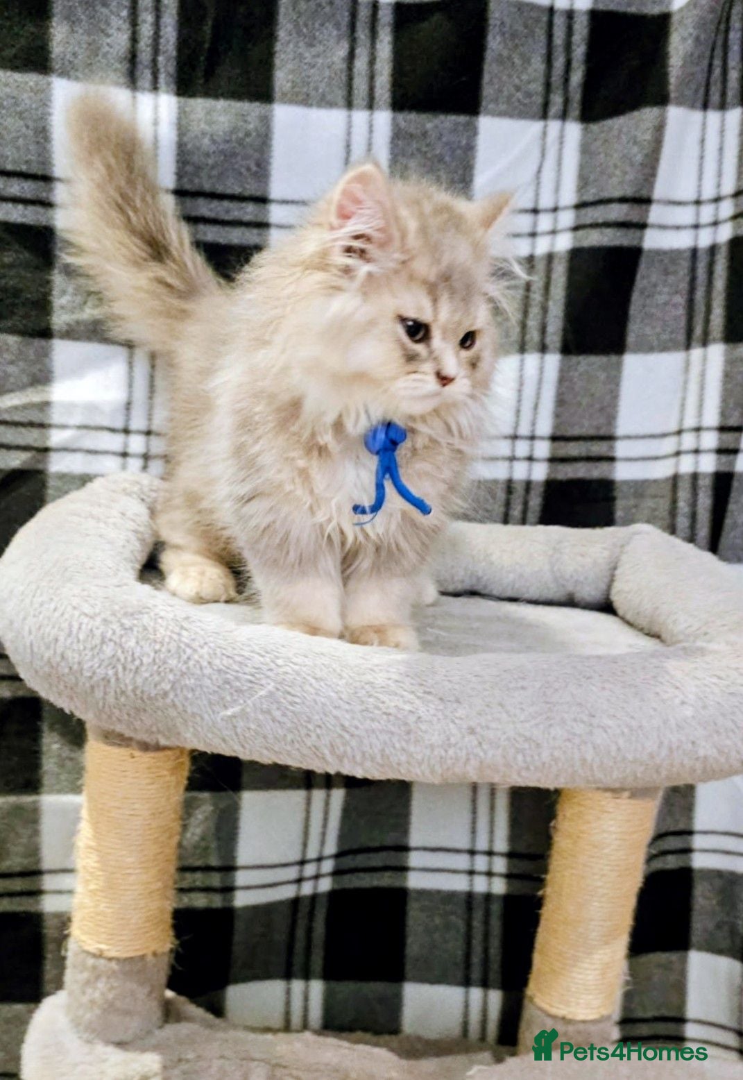 British Longhair cats British longhair boys  - Advert 18