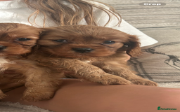 Cavalier King Charles Spaniel dogs for sale: Kc reg ruby cavalier boys available  - Image 10