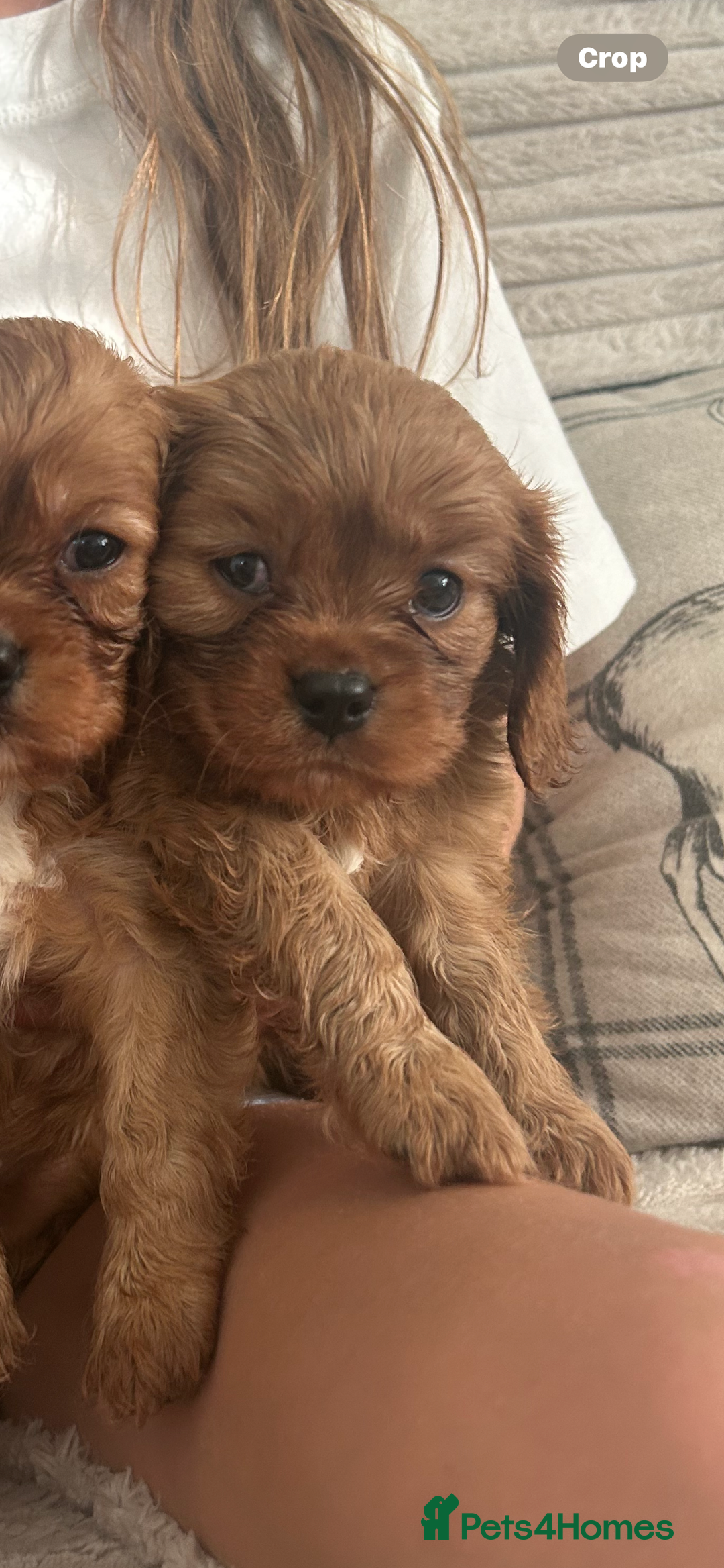 Cavalier King Charles Spaniel dogs for sale: Kc reg ruby cavalier boys available  - Image 10