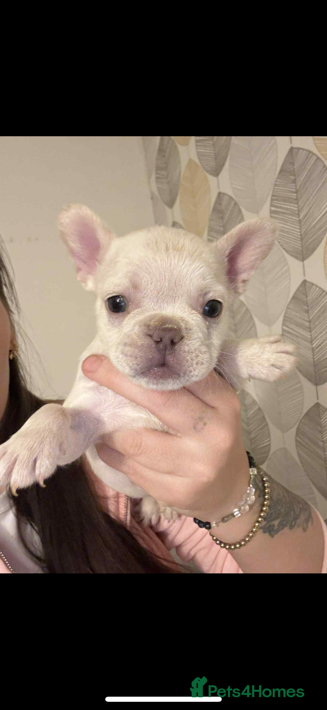 French Bulldog dogs for sale: French bulldog pups available Reduced‼️ - Advert 19