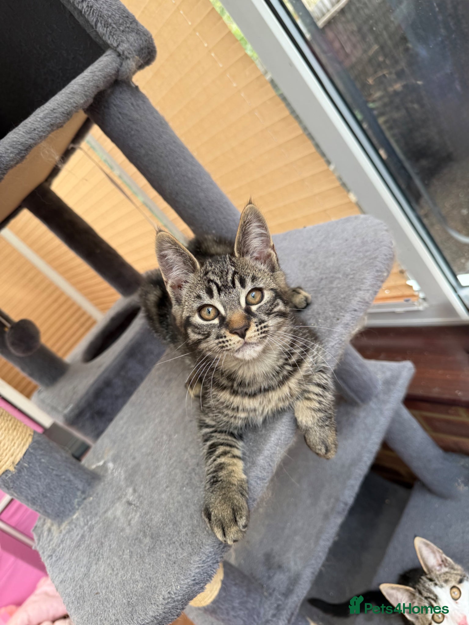 Maine Coon cats LAST MALE MAINE COON X KITTEN LEFT! - Advert 4
