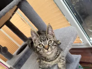 Maine Coon cats LAST MALE MAINE COON X KITTEN LEFT! - Advert 4