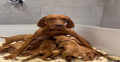 Hungarian Vizsla dogs - Advert 7