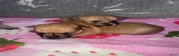 Mixed Breed dogs for sale: Pomeranian cross Jack Russell - Advert 14