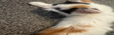 Mixed Breed 2