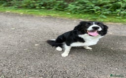 Border Collie dogs for sale: Bam & Flo - Image 10