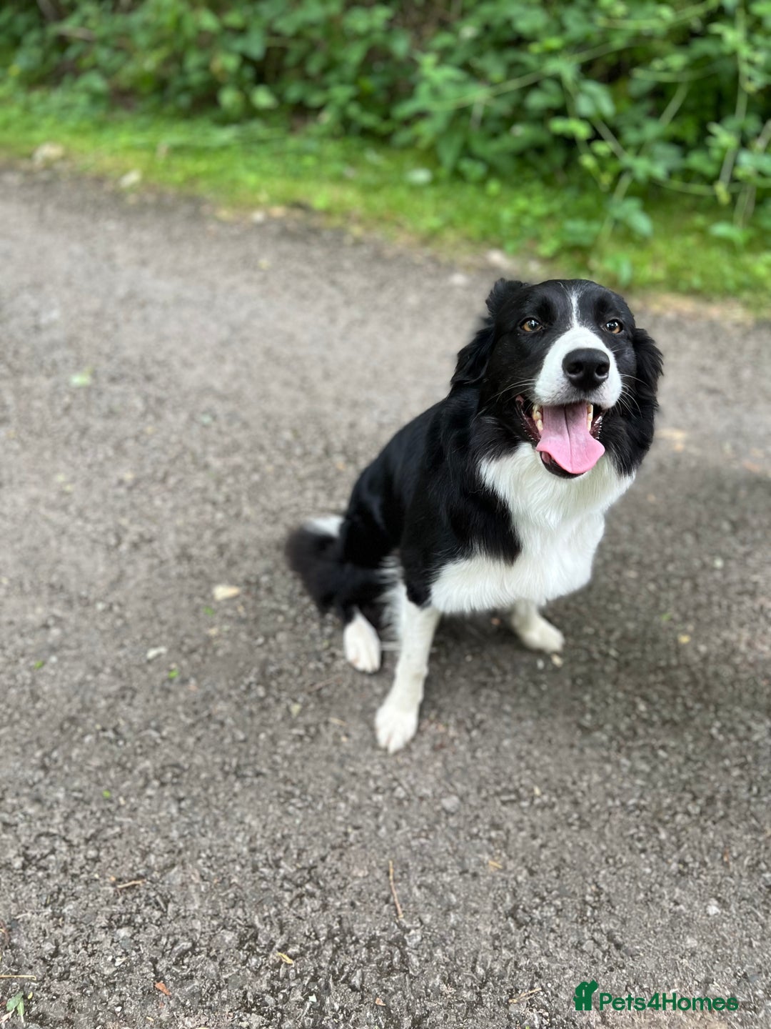 Border Collie dogs for sale: Bam & Flo - Image 10