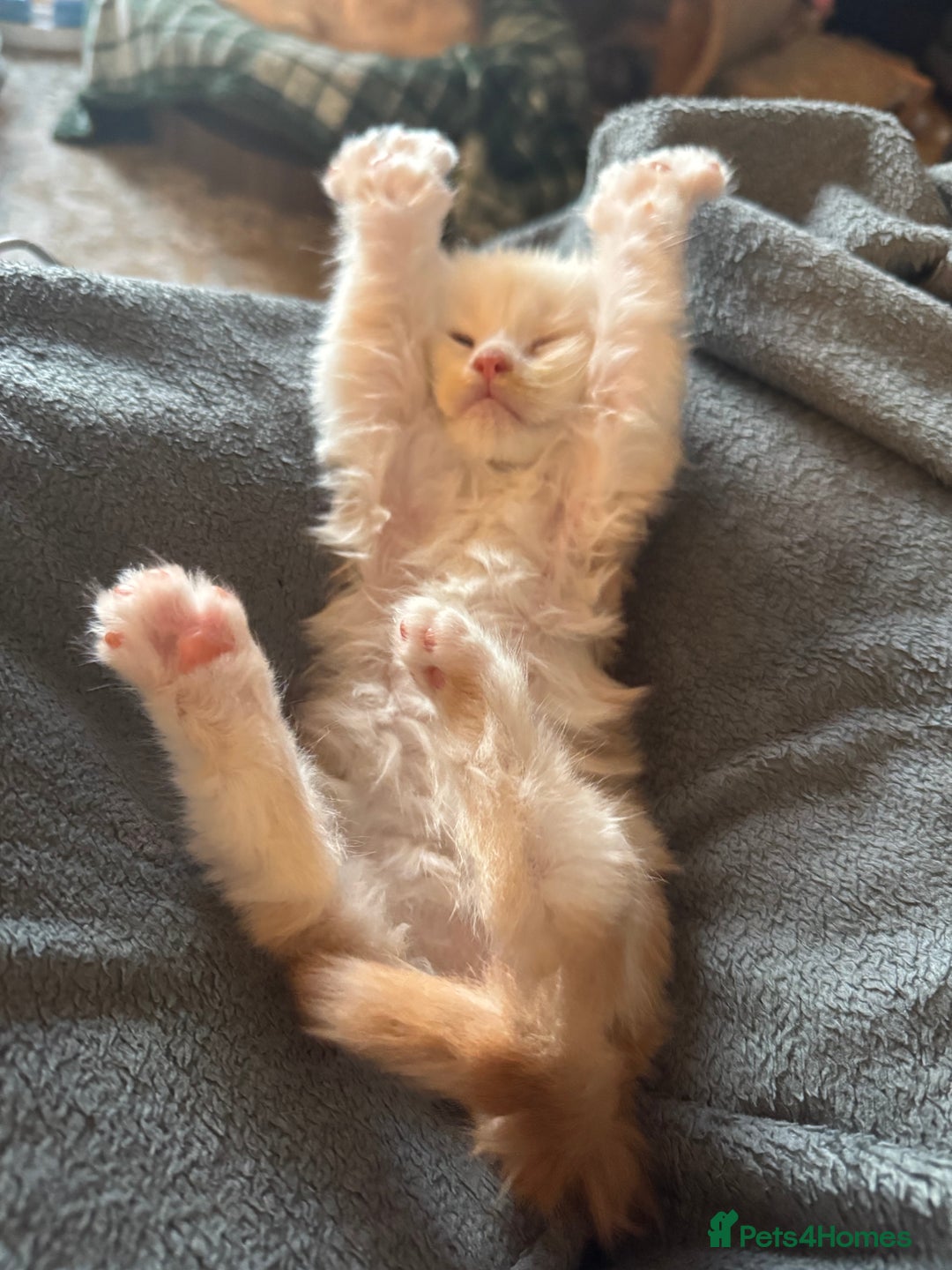 Maine Coon cats for sale: Beautiful rare colour pedigree Maine Coon kittens - Image 16