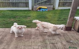 Chinese Crested dogs for sale: Chinease crested powder puff  - Image 17