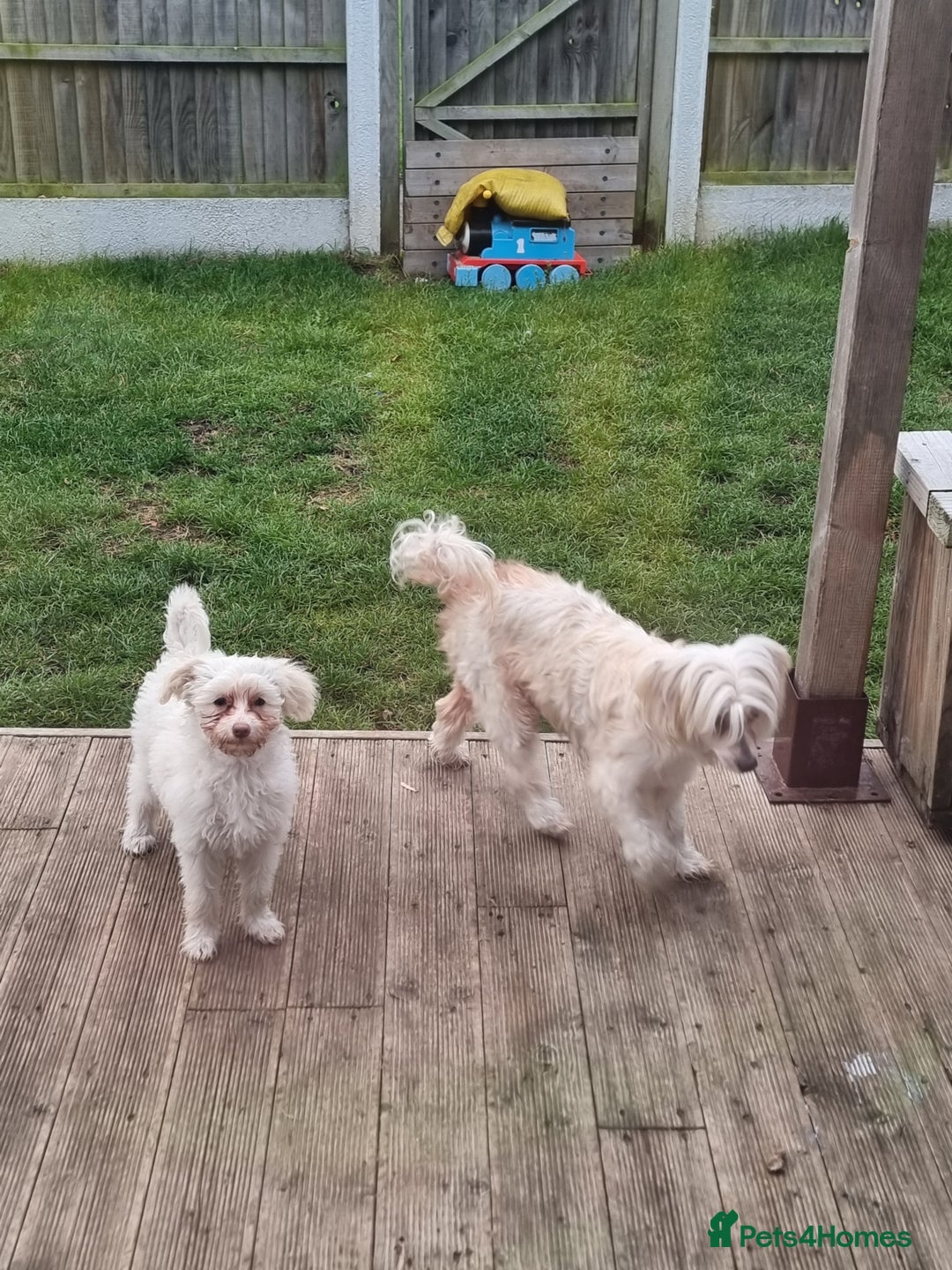 Chinese Crested dogs for sale: Chinease crested powder puff  - Image 17