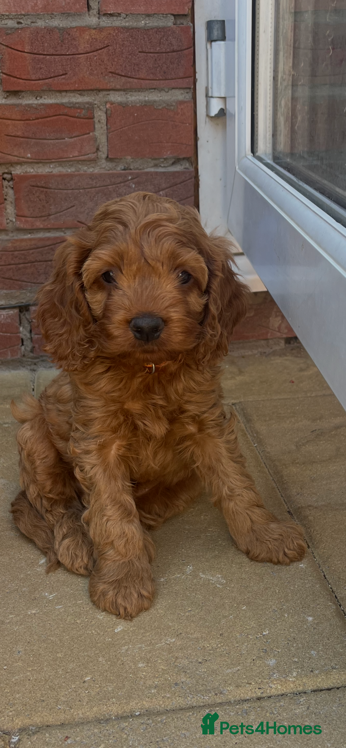 Cockapoo dogs STUNNING AMERICAN COCKAPOO ( Yankee Doodles)  - Advert 2