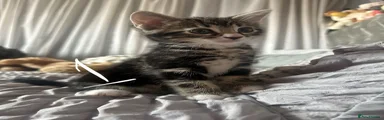 Kitten 1
