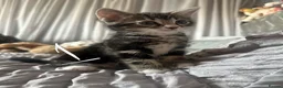 Mixed Breed cats for sale: Beautiful Bengal Cross Kittens - Advert 4