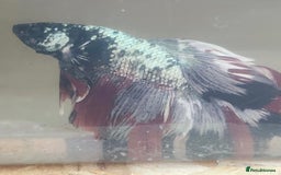 Bettas fish for sale: Betta fish for sale  - Image 4