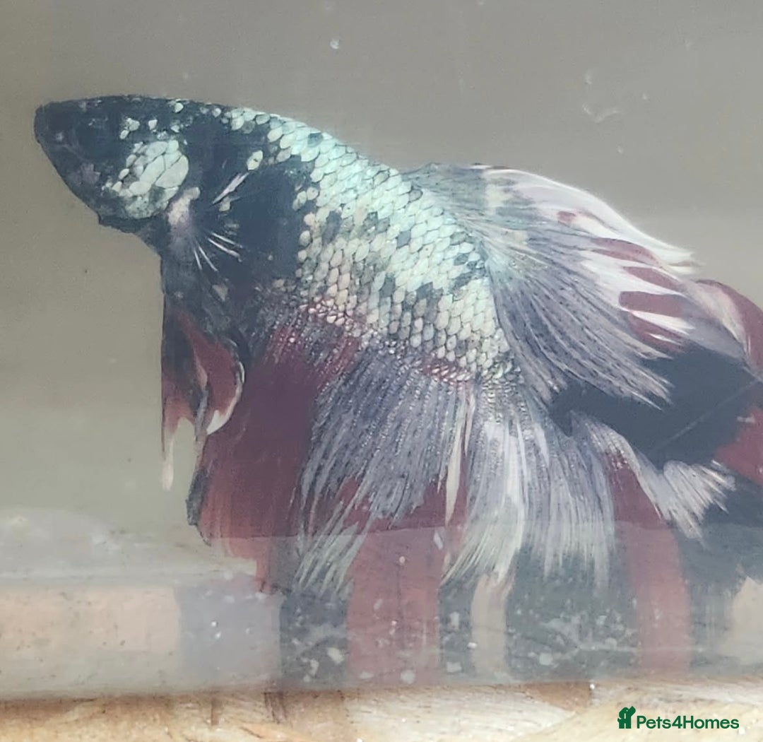 Bettas fish for sale: Betta fish for sale  - Image 4